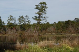 Old Mill Pond Scene Cropped