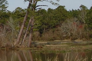 Lake Scene Cropped Closer